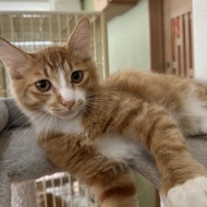 トライアル決定～ダブル発表～