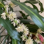 Un travail manuel　フレンチテイストな暮らしに憧れて～☆