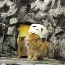 10月30日のグルーミングフォト