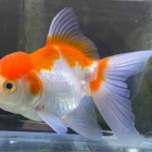 『🐟金魚•メダカ入舎情報‼️』の画像