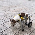 七夕