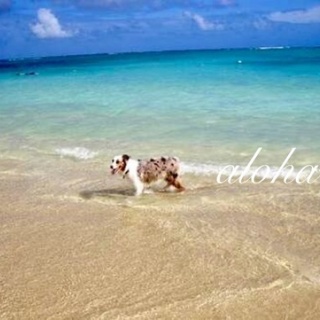 のほほん〜ハワイひとりごと♪