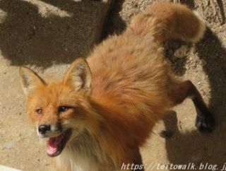 仔ギツネ抱っこ体験もできる動物園「宮城蔵王キツネ村」