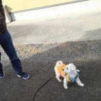 大きいマルチーズ☆ニノさん。