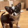 ワンラブミナーラ奈良店🐶✨