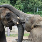 鼻はコミュニケーションツール♪