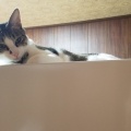 こだわりの琥珀