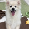 ポメラニアン🤍