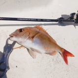 『オフショア釣行 in 長崎・有明海』の画像