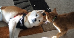 にぶいヤツ
