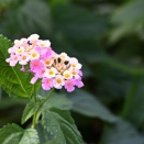 7月の花 1