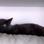 東京おとなガレージ