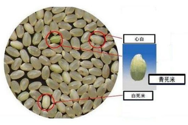 青死米 管理人のひとりごと