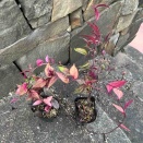 瑠璃スズカケソウ入荷　南坊園浅野店