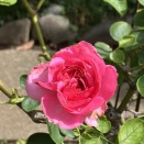 夏剪定を終えて残した蕾咲く