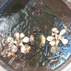 ビオトープ修行中(*ov.v)o@ベランダ