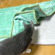 隠れることが大好きな大きな猫