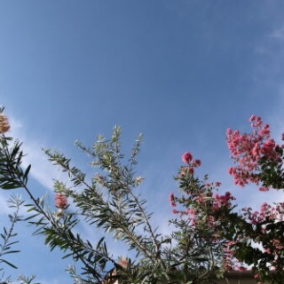 Alex's Garden Party♪