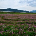 蓮華