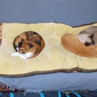 『猫４匹勢ぞろい』の画像