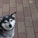 観音裏黄昏備忘録