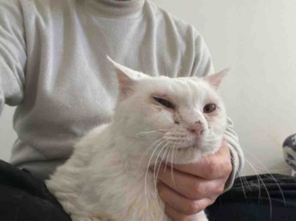 猫型珍獣、最大級に洗われる　20260307