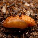 サナギになったゴマシジミ