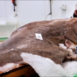 『デカいカレイみたいなやつを料理してくれるSamuels Seafood』の画像