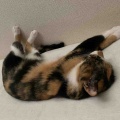 足を上げて寝るキャリコちゃん