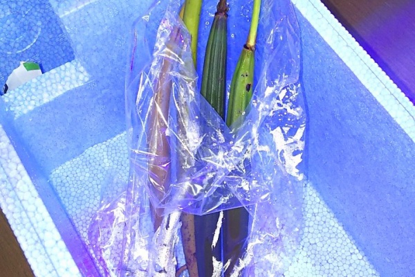 楽して海水魚16 マングローブ