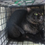 さくらのしるし♡