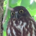 蔵出し画像2026鑁阿寺のアオバズク5🦉📸（足利市）