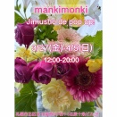 買付アイテムたちチラリ予告。