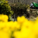 水仙の花とパーシー