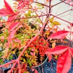 大聖歡喜天宗　夜郎自大院　北斗法蓮