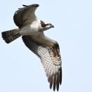 ミサゴの丸い目