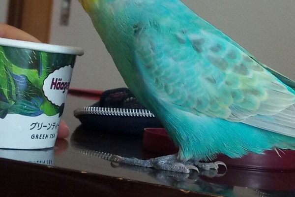 山椒はこつぶでも インコ