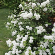 【ガーデニング】来る日も来る日もかき集め、そしてとうとう庭じまい！