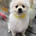 ポメラニアンのころんくんです♡