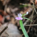 猛暑の山麓で花探し