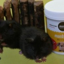 久しぶりに長く光るクロクマハムスター。とバンコク、サムットプラカーン県ぶらぶら日記。ソンクラーンとチャガシラカモメ、その4。と5月の早じまいとお休み。