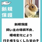 for the RABBIT【保護うさぎの里親探し】