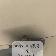  4月5日　玄鳥至(つばめきたる)