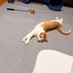 ふりむけば石川