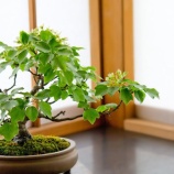 『父の冷酷さ』の画像