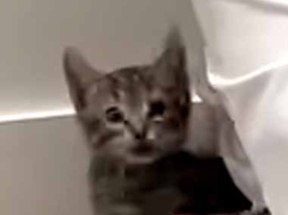 【何これ可愛い】 パパが床に座っていた。ぐるぐるぐる～♪ → ３匹の子猫はこうなります…