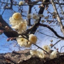 UCASKUMA：　ウェネネカイペ物語（３） 藤山ハル　 1970.3.28収録『日本民族音樂』より 翻譯　村崎恭子他　［3］　