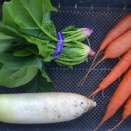 朝からかなりの強風が吹き荒れている