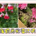 立川郵便局花壇に咲く花々