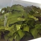 『【多田】塩蔵佐渡昆布 南魚沼通じて消費者へ』の画像